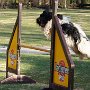 Erstes Agility Training auf dem Platz 2012